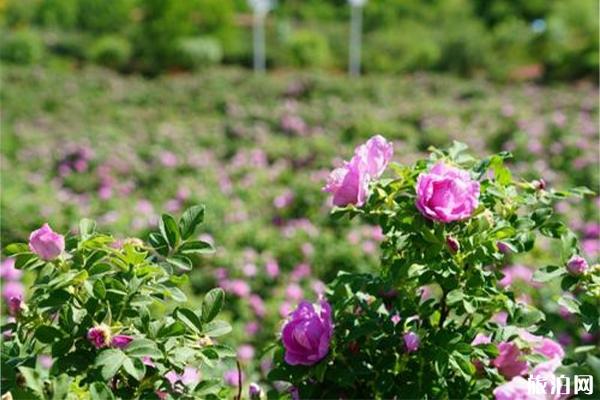 蔡家洼村園區玫瑰花介紹 地址門票價格