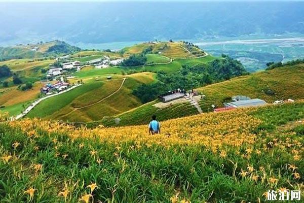 台湾金针花海观赏攻略