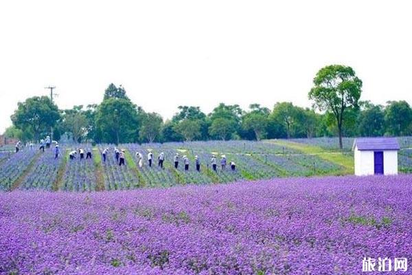 2020上海尋夢源薰衣草嘉年華攻略