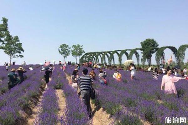 上海薰衣草节于5月19日开幕2020年 上海薰衣草节门票价格和活动攻略