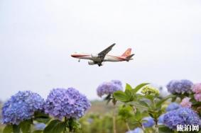 2020空港花田绣球花节时间和地点