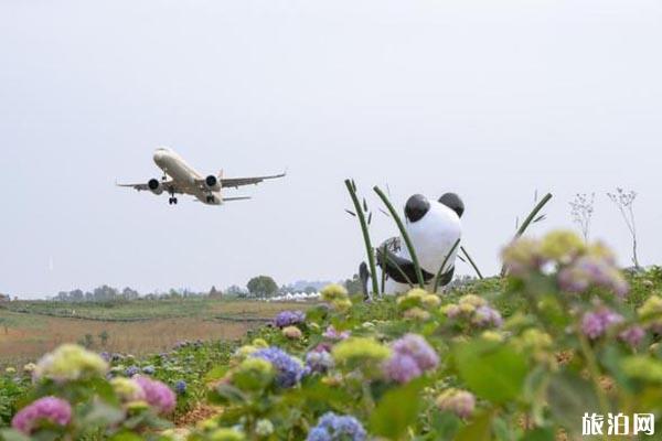 2020空港花田绣球花节时间和地点