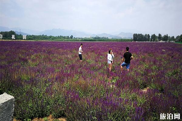 北京房山長溝鎮(zhèn)賞花指南