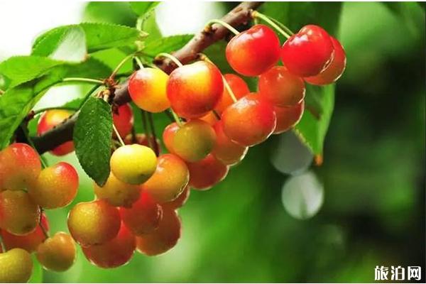 2020红星集体农庄樱桃采摘节时间和地点 红星集体农庄樱桃采摘价格