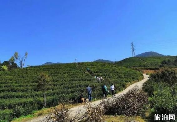 温州茶旅精品路线推荐