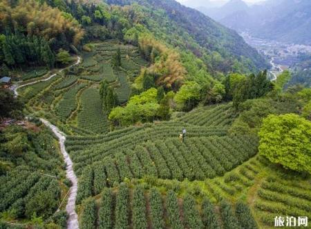 温州茶旅精品路线推荐
