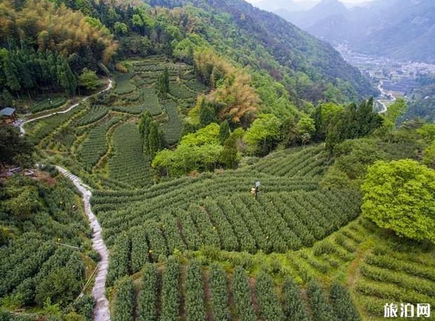 溫州茶旅精品路線推薦