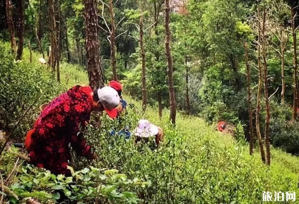 溫州茶旅精品路線推薦