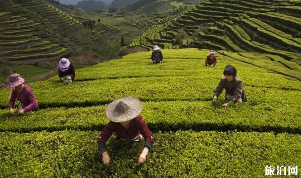 温州茶旅精品路线推荐