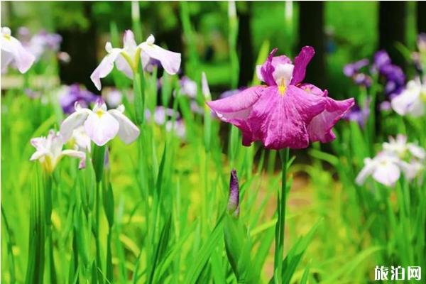 2020年上海植物园夏季花展什么时候开始 上海植物园夏季花展有哪些展览