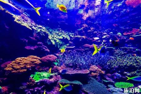 日本水族馆哪个好玩-排名介绍