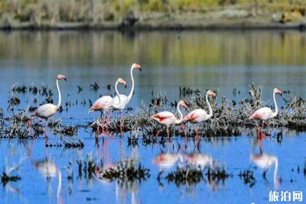 福海縣烏倫古湖濕地公園地址在哪 什么時候可以觀鳥