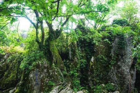 2022华蓥山石林旅游区游玩攻略 - 景点介绍 - 地址交通