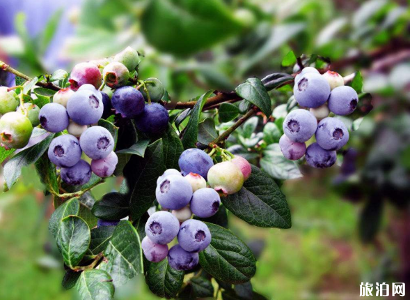 重庆蓝莓采摘季节是几月份-采摘地址及价格
