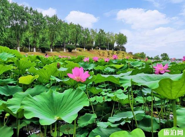 青龙湖公园旅游攻略2020 青龙湖公园玩水指南