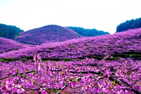 2022海东桃花源游玩攻略 - 最佳旅游时间 - 门票 - 交通 - 景点介绍