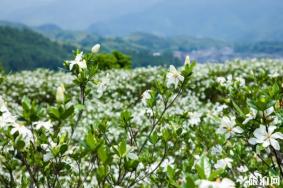 乐山大兴乡栀子花观赏攻略