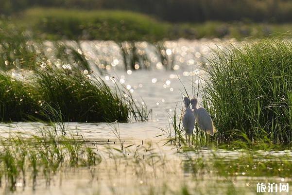 天津大黄堡湿地自然保护区怎么样