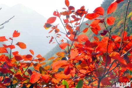 2022达州鱼泉山风景区游玩攻略 - 景点介绍 - 交通天气