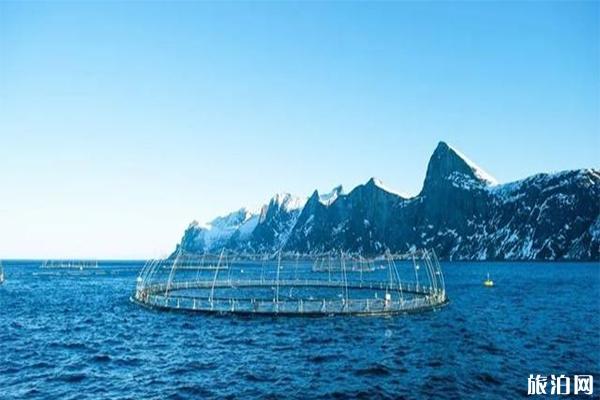挪威哪里養殖三文魚 虹鱒魚和三文魚的區別