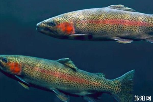 挪威哪里養殖三文魚 虹鱒魚和三文魚的區別