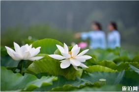 山东哪里看荷花 山东荷花哪里出名