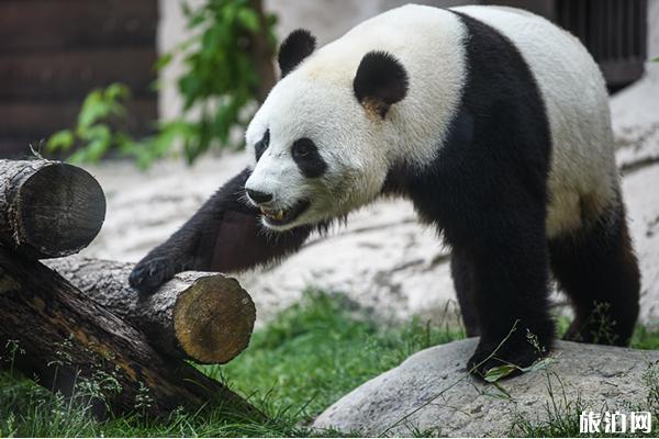 莫斯科动物园大熊猫馆恢复开放了吗