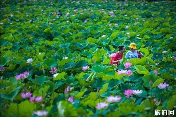 合肥荷花观赏地推荐 合肥荷花园在哪里