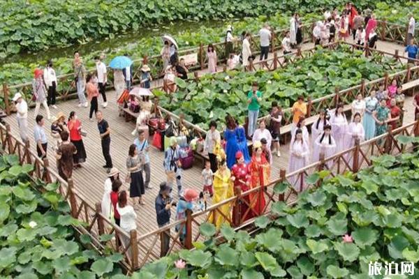 2020平园池村荷花节时间和地址