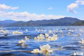 云南有海菜花的地方 云南看海菜花旅游攻略