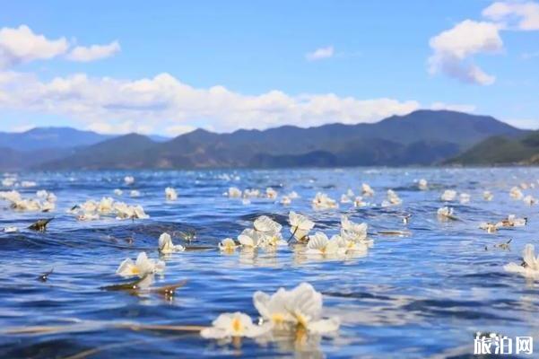 云北有海菜花的处所 云北看海菜花旅游攻略