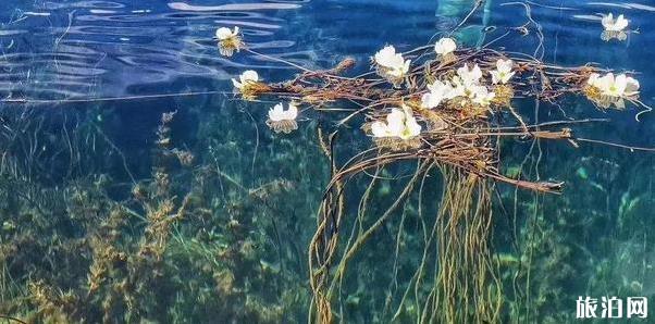 云南有海菜花的地方 云南看海菜花旅游攻略