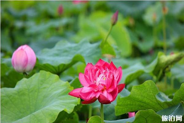 宁波荷花哪里欣赏 宁波荷花观赏地推荐