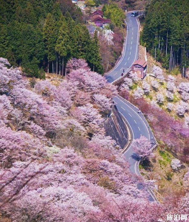 日本第一赏樱地是哪里