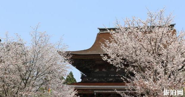 日本第一赏樱地是哪里