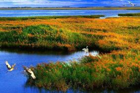 2024伊春红星湿地国家级自然保护区旅游攻略-门票价格-景点信息