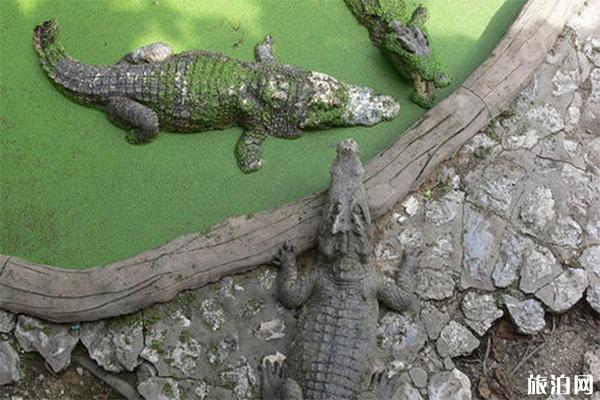 2022南泰鳄鱼湖动物园游玩攻略 - 地址 - 交通 - 景点介绍