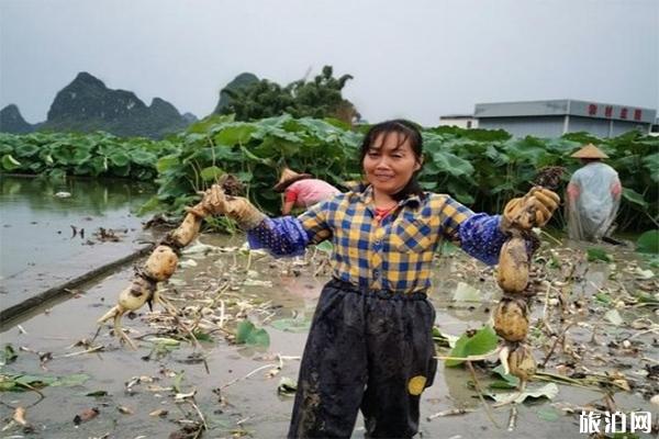 廣西百朋鎮荷花產業 荷花-蓮藕