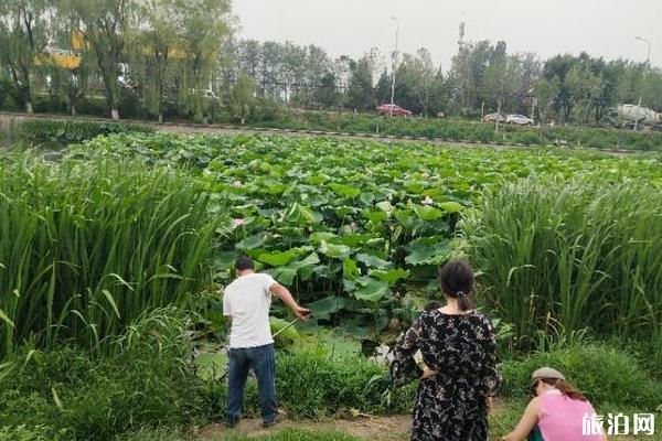 北京沙河水库钓鱼指南