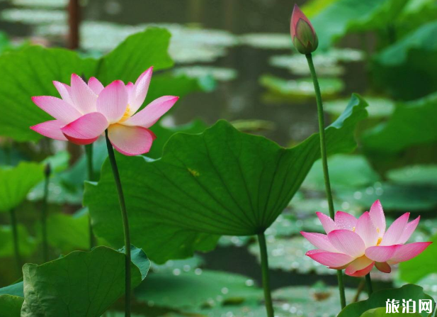 沈陽(yáng)荷花哪里好