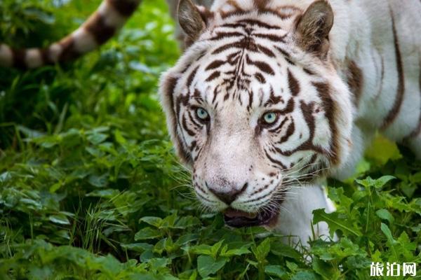 抖音动物园最忙的老虎是哪个动物园