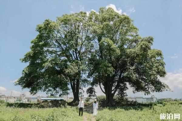 重庆至大理高铁需要多长时间-周边景点介绍