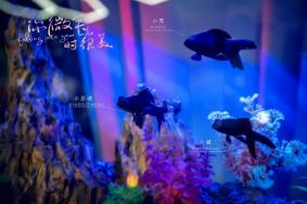 你微笑时很美在哪里开拍-播出时间