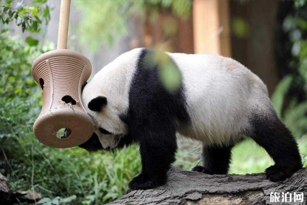 2020汤山熊猫生日会时间 南京大屋顶城墙艺术节时间地点及嘉宾