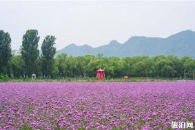 北京普罗旺斯薰衣草庄园门票和地址 北京普罗旺斯薰衣草庄园攻略