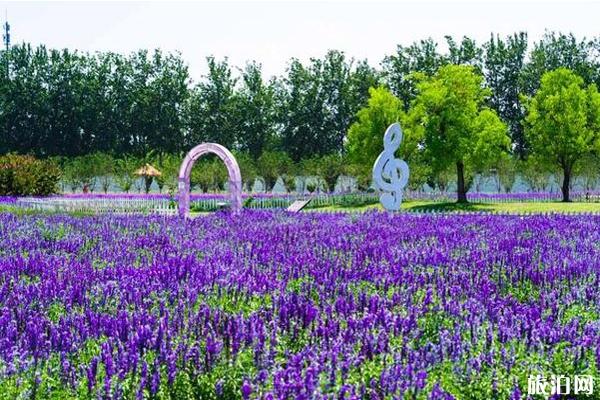 北京藍調薰衣草莊園門票價格和地址 北京藍調薰衣草莊園怎么樣