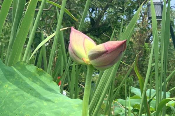 西溪濕地公園并蒂蓮被游客摘下 并蒂蓮的象征意義