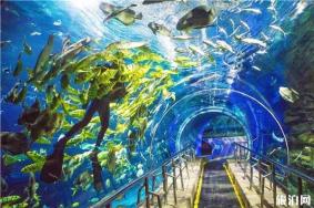 2020年嘉兴极地海洋馆怎么样 交通+门票+游玩攻略