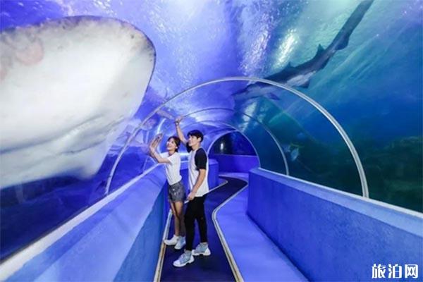 青岛水族馆怎么预约 时间+地点+交通