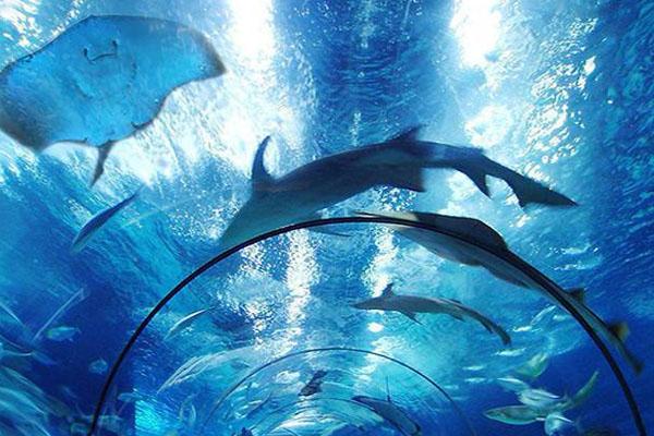 新澳海底世界门票多少钱 海豚表演时间